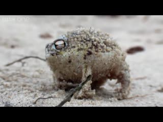 Пустынный узкорот angry squeaking frog super cute porn