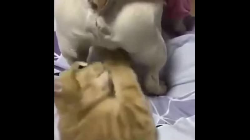 Колокольчик звенит😆