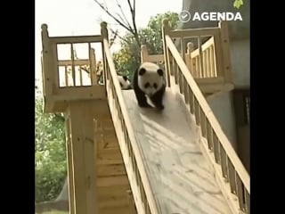 Панды развлекаются