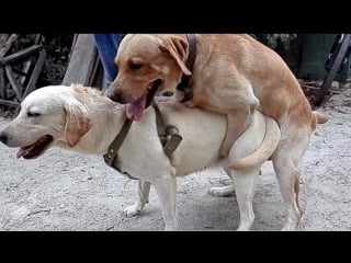 Первая вязка лабрадоров funny first mating dogs कुत्ता संभोग। الكلاب التزاوج مضحك