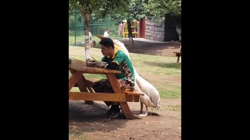 Отдай мне свой обед!