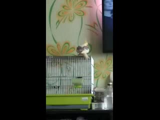 Vid 20190701 121030(0) mp4