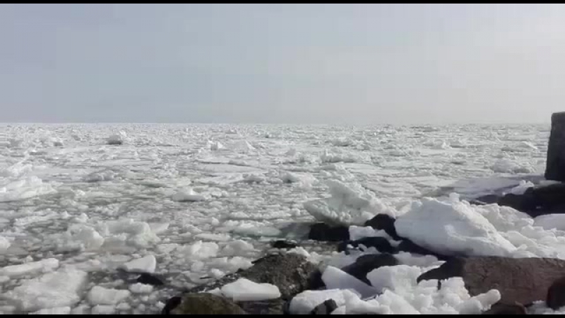 ✔ особое мнение косаток зажало во льдах в стародубском (19 04 2016)