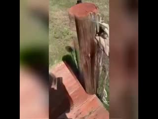 The cat is partially blind, better put him down on a pier because ya know he can’t fucking