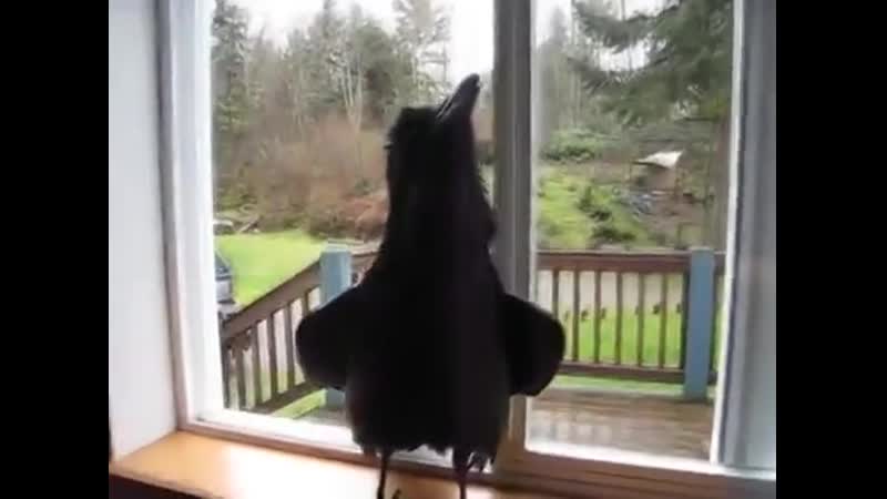 This raven is taught to say " nevermore! "
