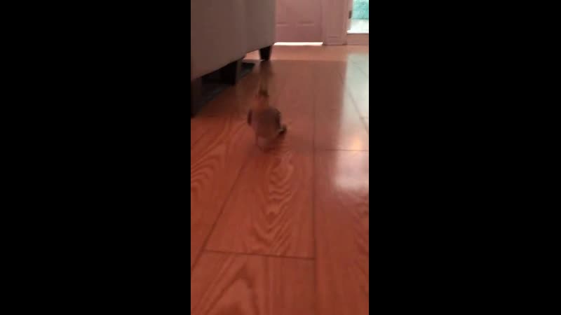 Tiny tippy taps