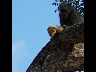 Baboon recreates 'lion king' scene