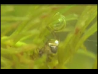 Diving bell spider preserving oxygen underwater