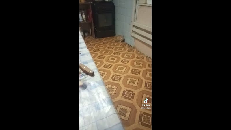 Сабака друг и помощник в доме