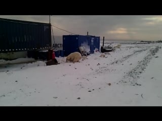 Полярный медведь лакомится песцами в сабетте