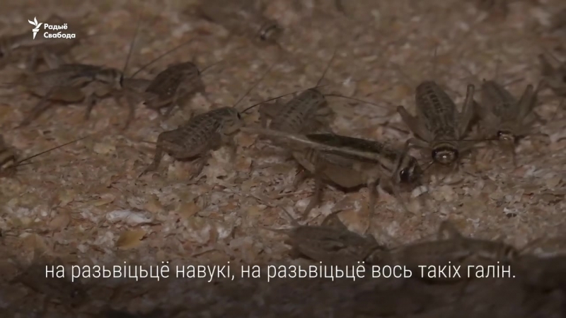 Пад менскам гадуюць цвыркуноў, каб прадаваць іх за мільёны даляраў