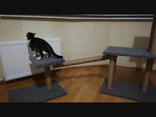 Вечерний тыгыдык