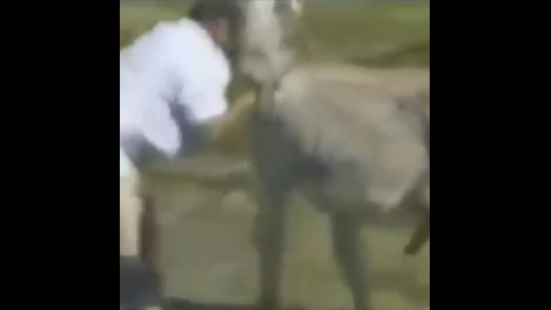 Ослик тоже хочет любить