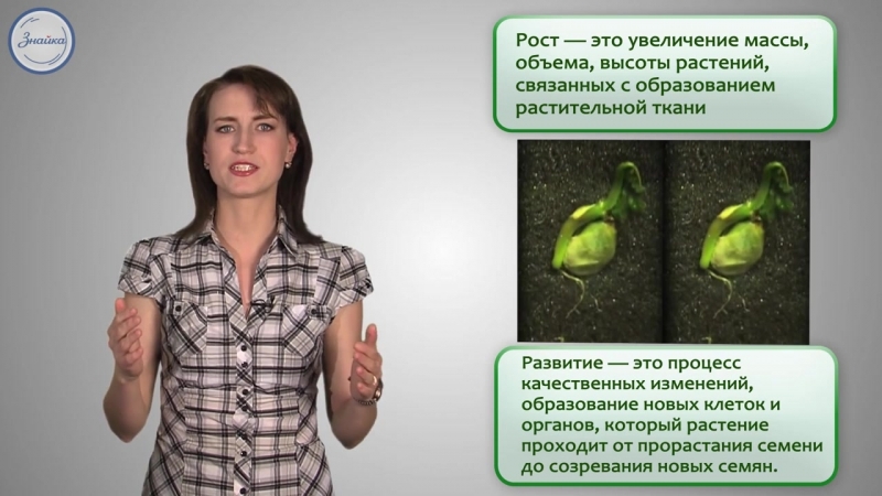 Биология porn video – 13 биология 6кл рост и развитие растений