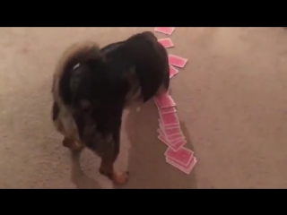 Чёртов карточный гений vhs video vhs video33