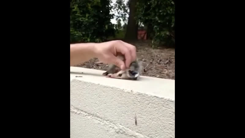 Забавный опоссум