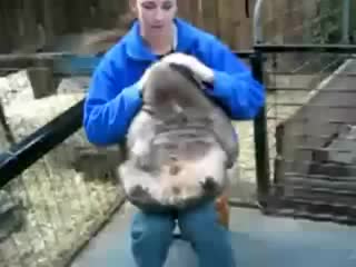 Очень жирный вомбат