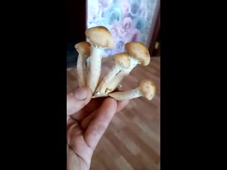 Муж грибник горе в семье