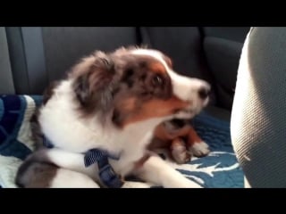 Щенок подпевает своей любимой песне