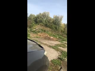 Брошенная мамочка с щенками