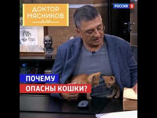 Чем опасны кошки «доктор мясников» россия 1