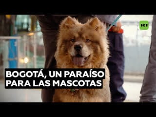 Cómo bogotá se adapta a las necesidades de los 'ciudadanos' de cuatro patas