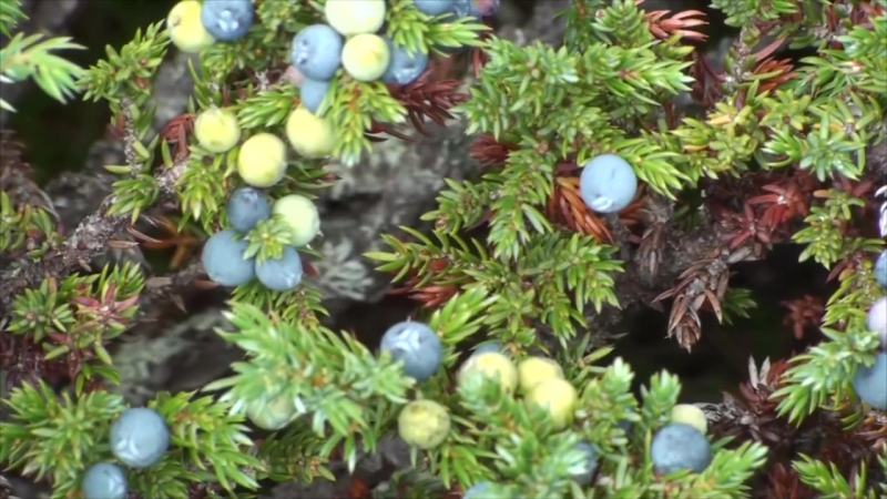 Juniper porn video – О можжевельнике juniper