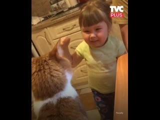 Морда рыжая