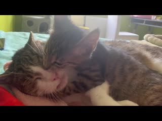 My 16 year old foster misza became a caring uncle for agnes (3 mo) after her sister passed he was a neglected feral cat for ove