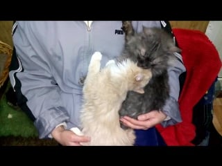 20170225 брашик нянечка