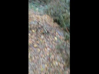 Vid 20201009 164943 mp4