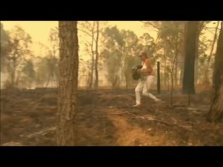 Watch woman braving brushfire to save injured koala