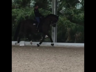 Valegro&charlotte training