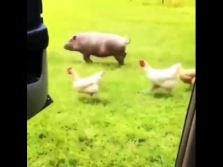 Молодые тоже в тренде (vhs video)