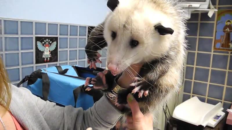 Опоссум в ветклинике дико орет