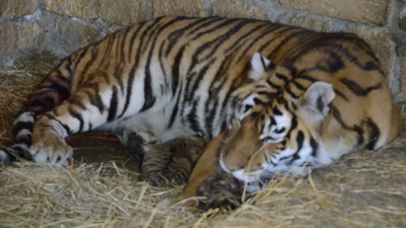 Редчайшие кадры ! тигрица рожает ! rare video ! tigress giving birth to a cub