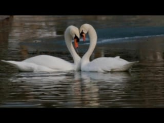 Почему молодые привязаны друг к другу (рассказывает биолог андрей чебовский)