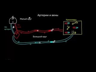 Различия между артериями и венами [720p]