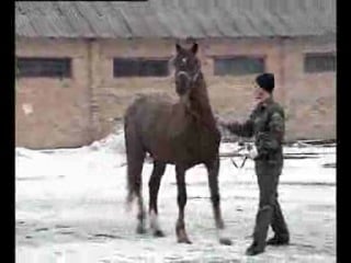 Історія київського іподрому роки, люди, коні частина 2
