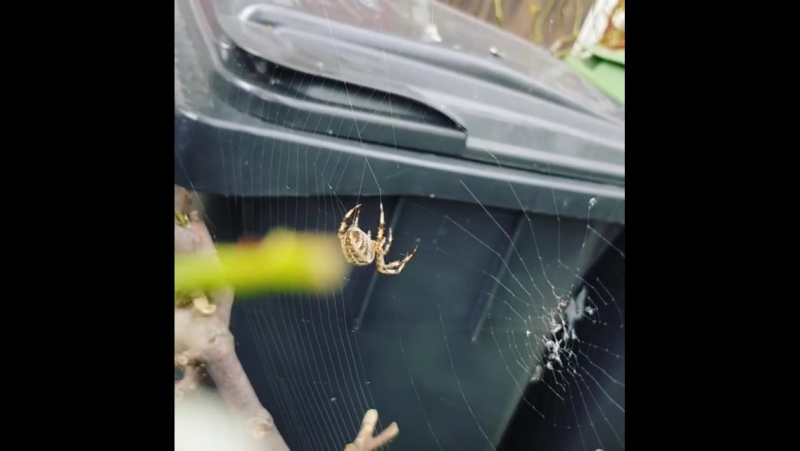 Mahallenin güvenliği çalışıyor 😁😂😀😮 лондон 07 10 2017