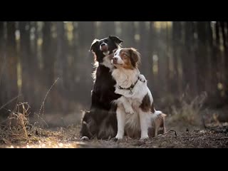 Когда милую свою, обнимаешь ты в лесу