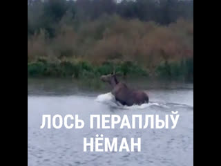 Лось пераплыў нёман