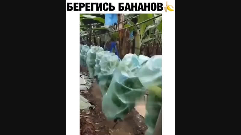 Паравоз бананов