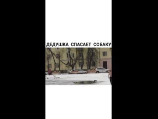 Помог собачке