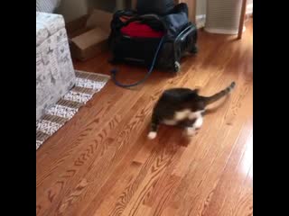 By i am shitty kitty