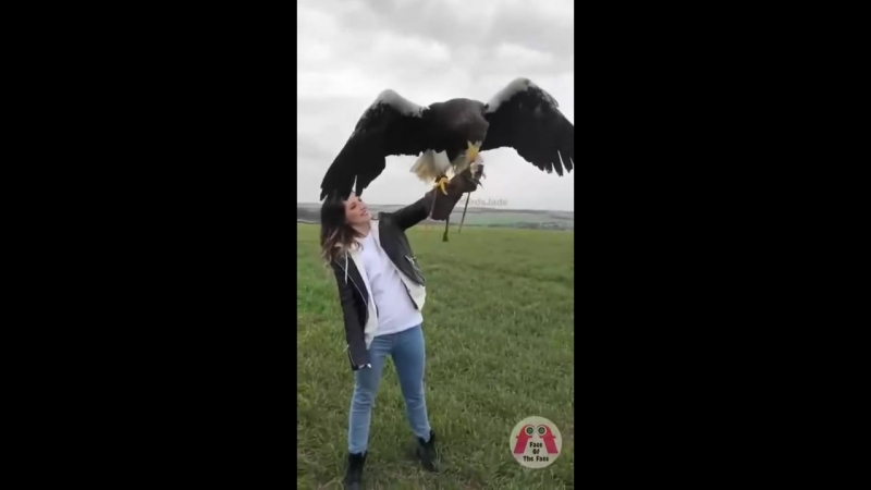 Белоплечий орлан (6 sec)