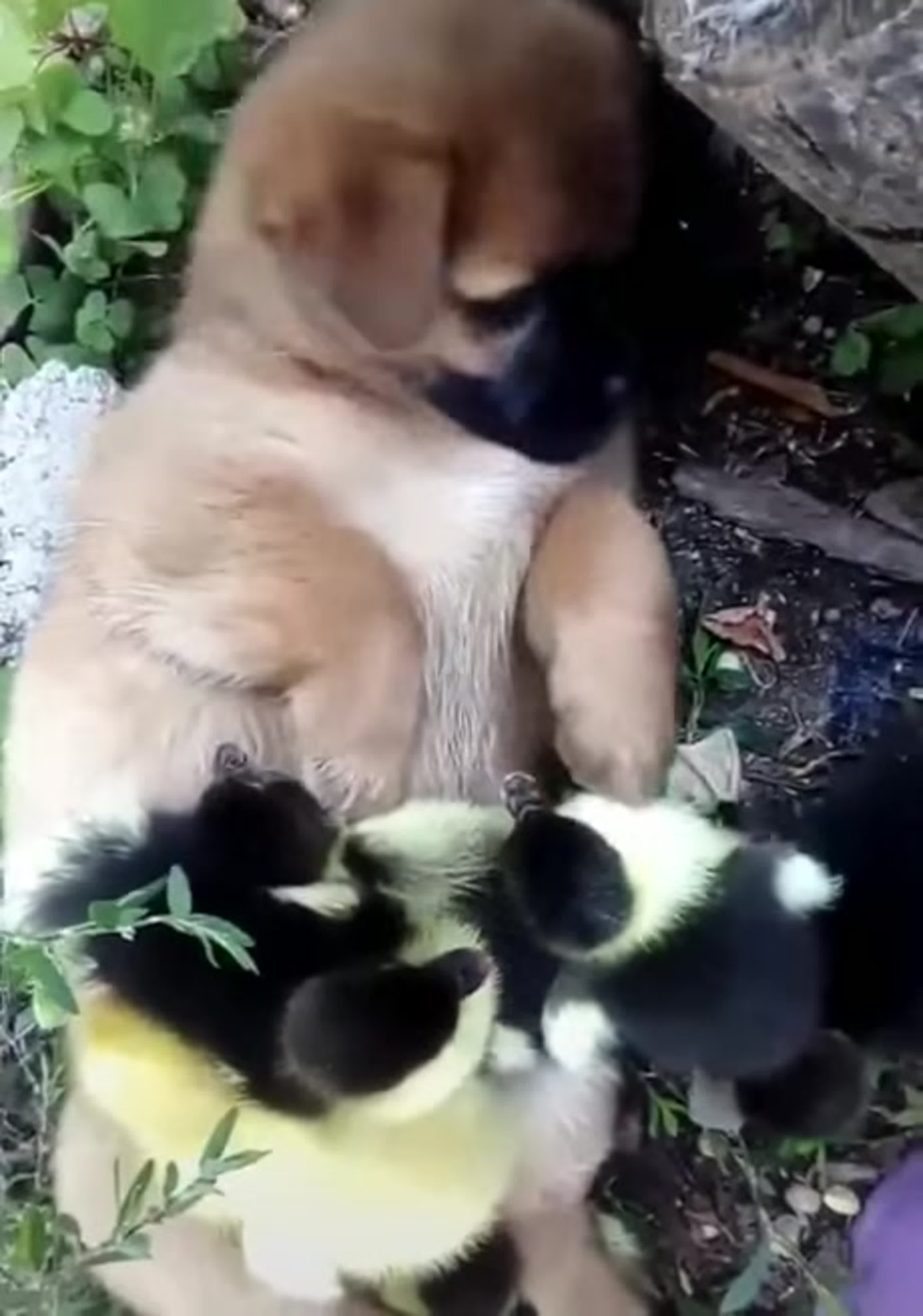 Dog breed, this is so cute watch online