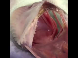 Красавица с огромной пастью