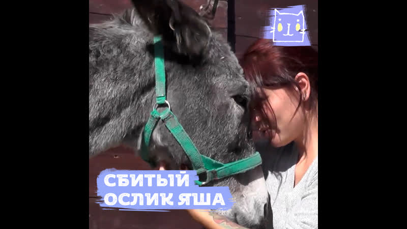 В севастополе помогли сбитому ослику яше