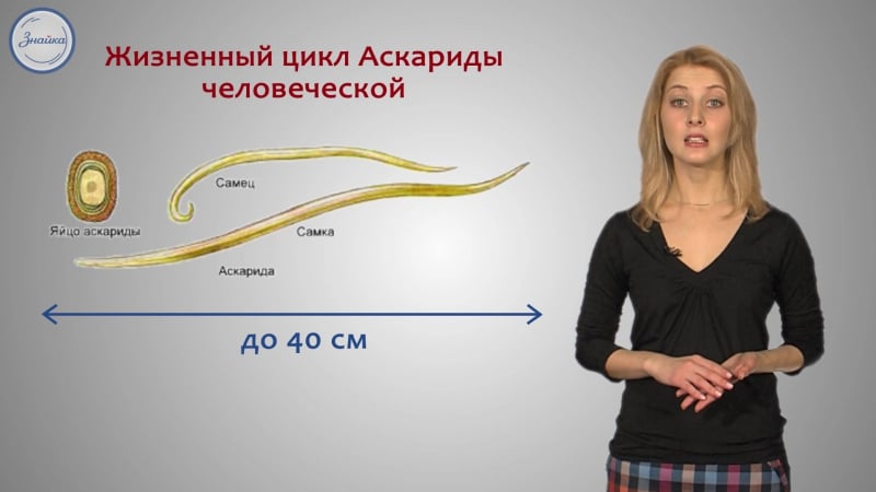 12 биология 7 тип круглые черви, класс нематоды